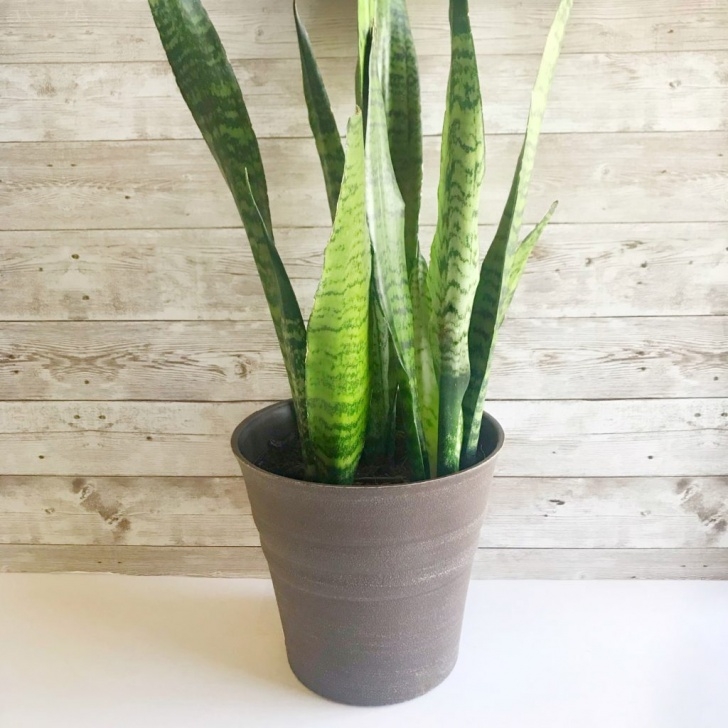 Snake Plant Watering Snake Plant Care: The Easiest Indoor Succulent Image 582