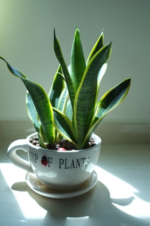 Snake Plant Watering Snake Plants | Gardening Is Fun Picture 743