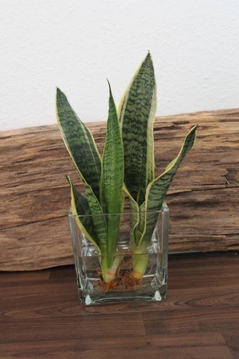 Snake Plant Watering Snake Plants In 2020 | Water Plants Indoor, Indoor Water Picture 182