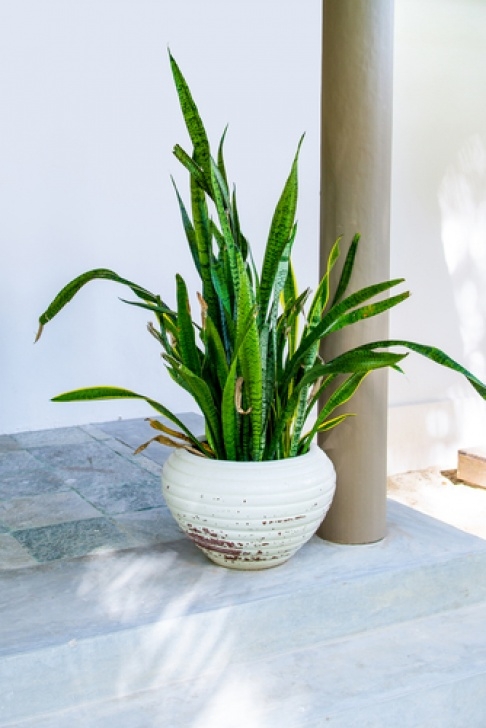 Snake Plant Watering Snake Plants: You Can'T Kill Them ~ Bees And Roses Photo 442