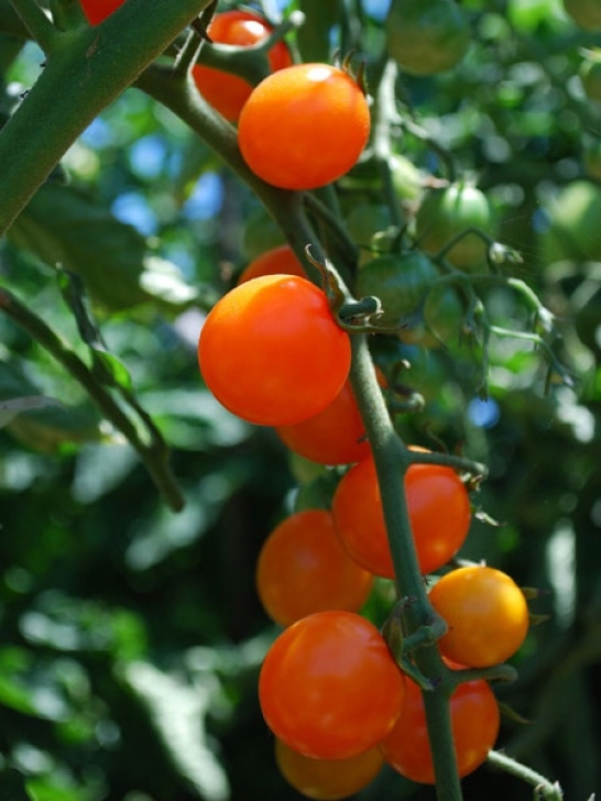 Soil Amendments For Tomatoes Growing Tomatoes, How To Grow Tomatoes, Planting Tomatoes Image 987
