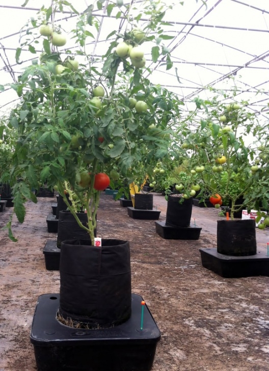 Soil Amendments For Tomatoes Octopot - Sub Irrigation - Home Photo 172