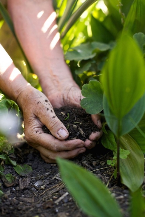 Soil For Growing Vegetables 169 Best Compost* Soil* Recycle* Images On Pinterest Photo 545