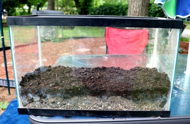 Soil For Growing Vegetables Grow Vegetables In Your Kitchen With This Easy Diy Growing Picture 260