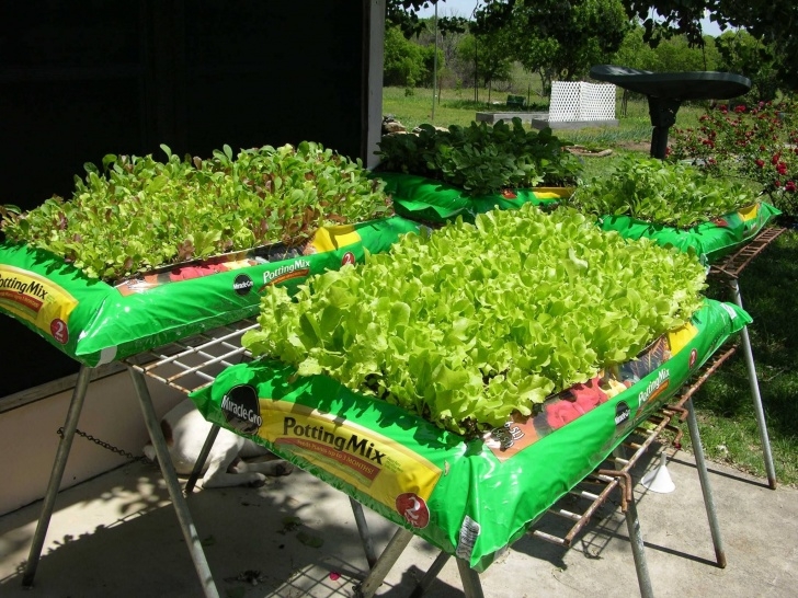 Soil For Growing Vegetables Growing Produce Directly In A Potting Soil Bag. (From Kim Picture 458
