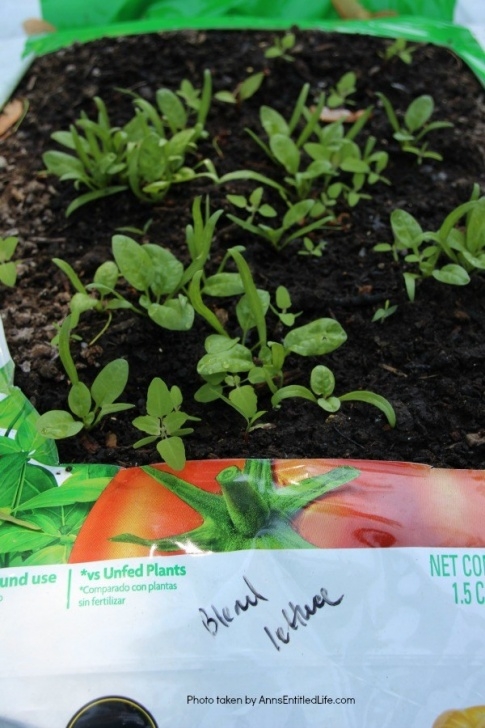 Soil For Growing Vegetables How To Grow Vegetables In Garden Soil Bags Image 624