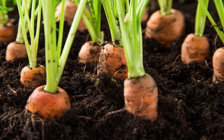 Soil For Growing Vegetables Top 10 Vegetable Crops For Containers | Container Picture 859
