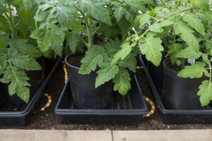 Soil For Tomato Plants A Cheap Way To Warm Greenhouse Soil | Lagniappe = A Little Photo 769