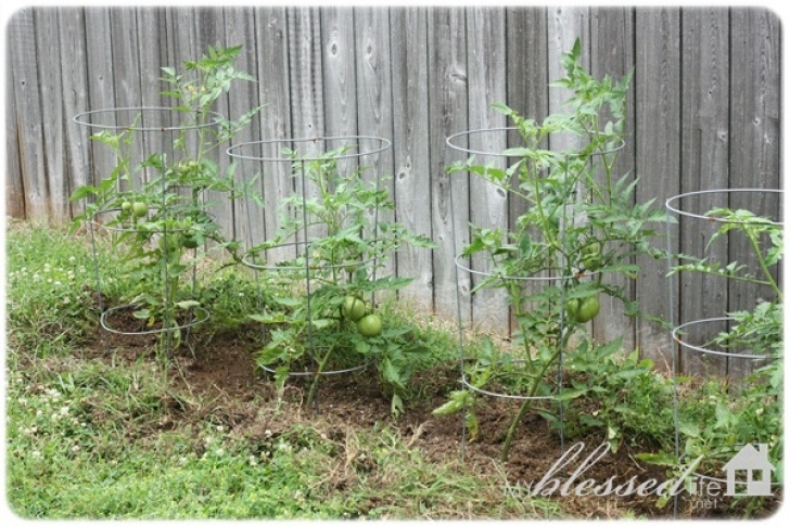 Soil For Tomato Plants Growing Healthy Tomato Plants Picture 674