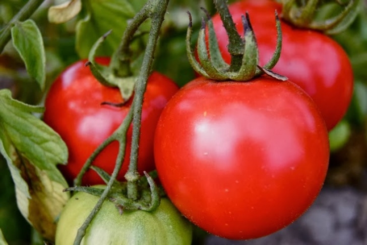 Soil For Tomato Plants How To Grow Tomatoes - Grow Bags Or Soil |The Garden Of Eaden Image 223