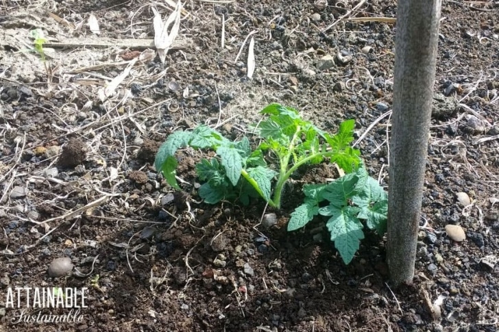 Soil For Tomato Plants How To Plant Tomatoes For Strong Growth And A Big Harvest Photo 146