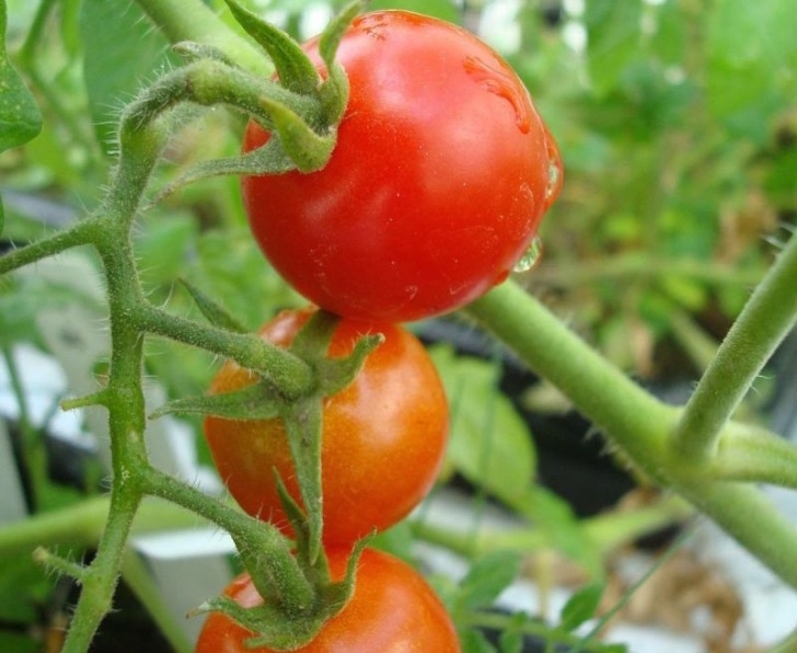 Soil For Tomato Plants Hungry Scientists Will Soon Eat A Vegetable Grown In Picture 862