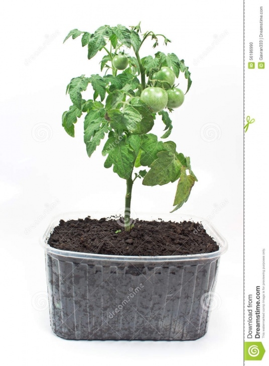 Soil For Tomato Plants Tomato Green Plant In Soil Stock Photo. Image Of Garden Photo 544