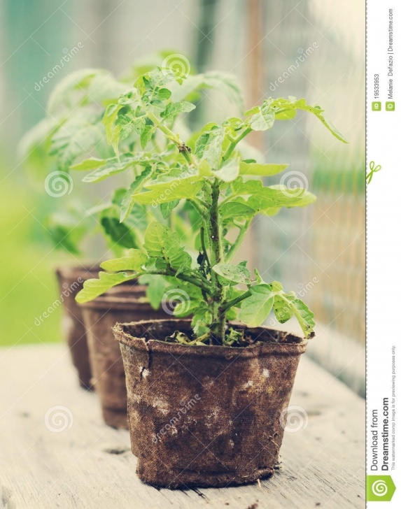 Soil For Tomato Plants Tomato Plants Stock Image. Image Of Seedling, Soil, Still Picture 491