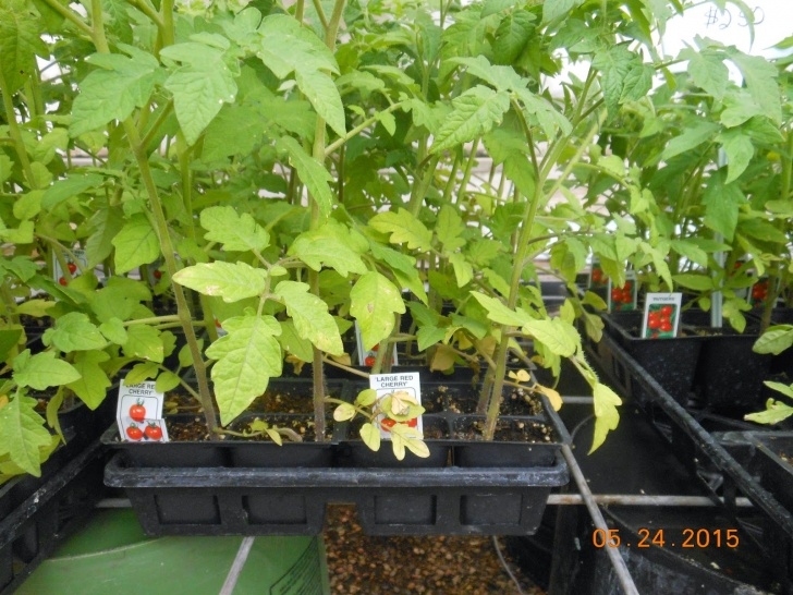 Soil For Tomato Plants Trees That Please Nursery: Treating Plant Mineral Nutrient Picture 784