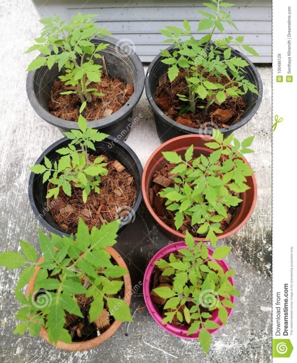 Soil For Tomato Plants Young Tomato Plants Stock Photo. Image Of Soil, Season Photo 933