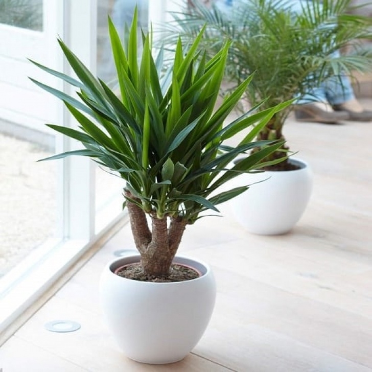 Soil For Yucca Plant Indoor 17 Types Of Indoor Palm Plants | Best Palm Varieties Photo 592