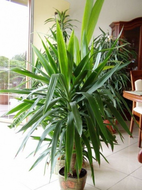 Soil For Yucca Plant Indoor Choosing An Indoor Palm | Dengarden Image 135