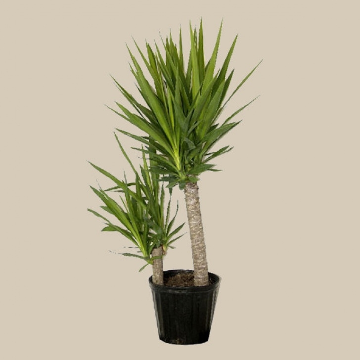 Soil For Yucca Plant Indoor Good Earth Garden Market | Indoor Living – Bright Light Image 721