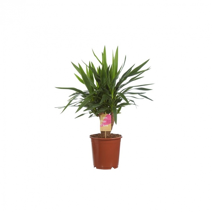 Soil For Yucca Plant Indoor Yucca - 80 Cm Picture 367