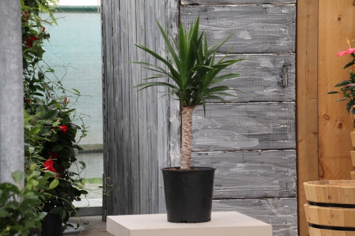 Soil For Yucca Plant Indoor Yucca Cane - Colasanti'S Tropical Gardenscolasanti'S Picture 572