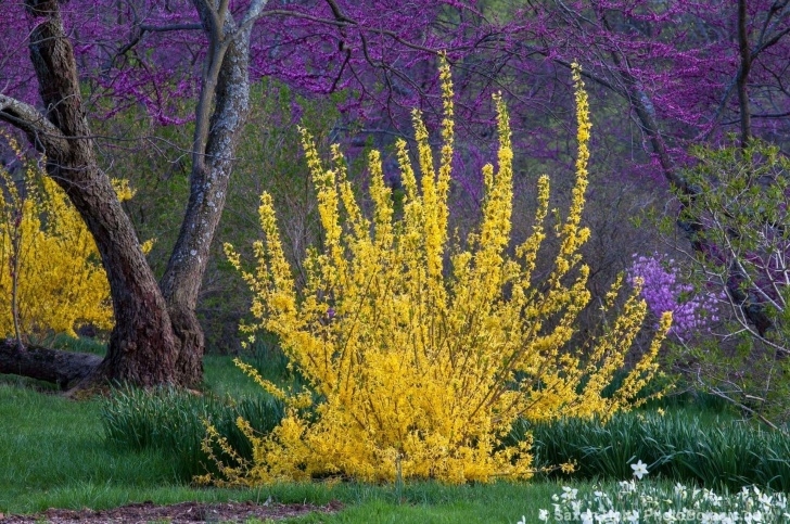 Spring Garden Landscaping Forsythia And Spotlight | Forsythia 'Winterthur', Yellow Image 380