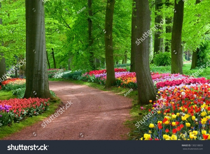 Spring Garden Landscaping Park Springtulips Spring Landscape Stock Photo 130218833 Image 856
