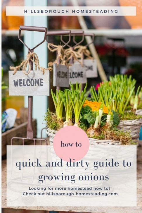 Spring Onion Companion Planting 30 Second Guide To Growing Onions | Growing Onions Image 039