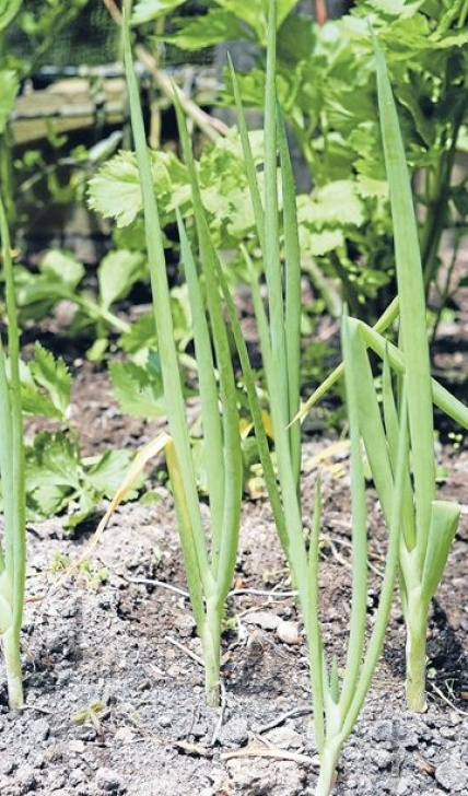 Spring Onion Companion Planting Companion Plants & Edible Flowers | Onion Companion Picture 930