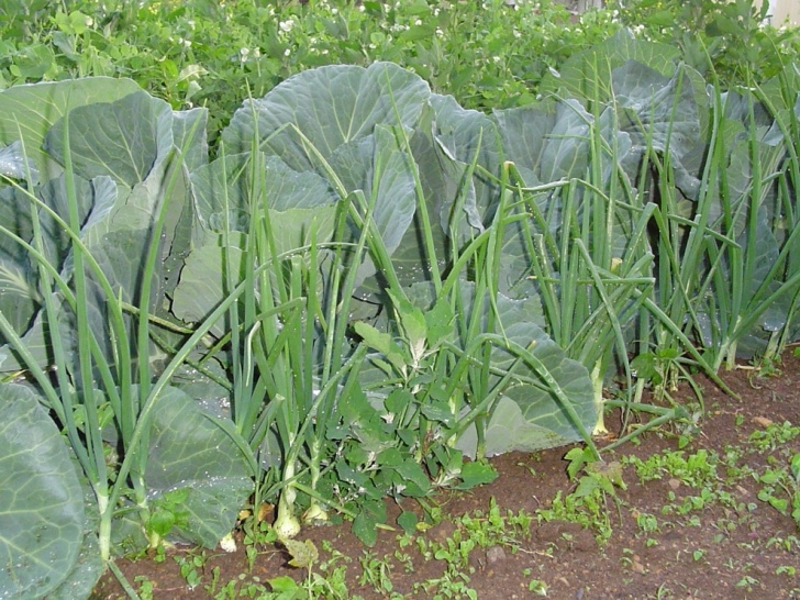 Spring Onion Companion Planting Fall And Winter Veggie Gardening In The South - State-By Image 301