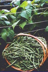 Spring Onion Companion Planting Seasonal Gardening Tips: Companion Planting For Late Photo 205 Spring Onion Companion Planting Seasonal Gardening Tips: Companion Planting For Late Photo 205