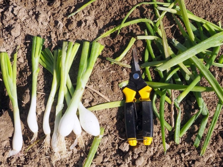 Spring Onion Companion Planting Tips On Growing Onions In Your Winter Vegetable Garden Picture 366