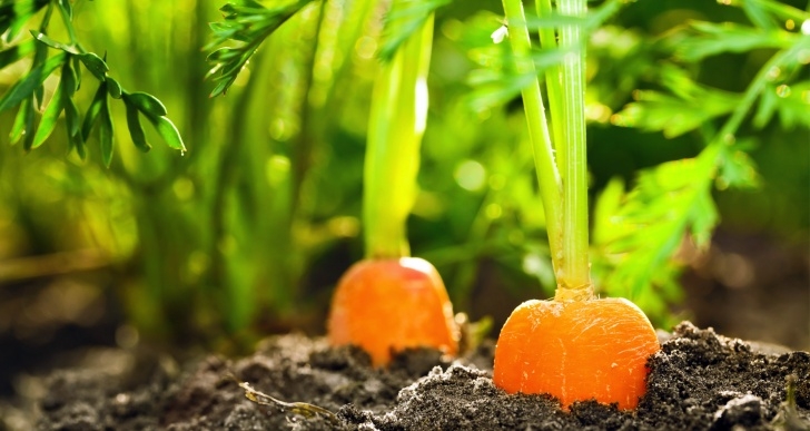 Spring Summer Vegetables Growing Vegetables Into Fall And Winter - Farmers’ Almanac Image 389