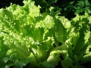 Spring Vegetables To Plant Now 4 Frost-Hardy, Early Spring Vegetables You Can Plant In Image 815