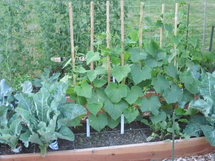 Square Foot Gardening Tomatoes Luke'S Square Foot Victory Garden Picture 945