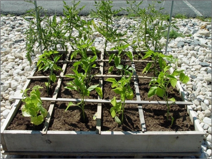 Square Foot Gardening Tomatoes Planting Tomatoes In Square Foot Garden | Home And Garden Image 039