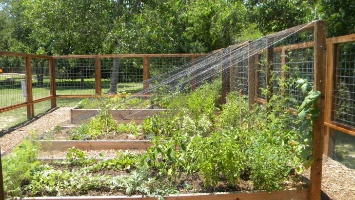 Square Foot Gardening Tomatoes Rollingwood Community Education Garden: There'S A Saying Photo 079