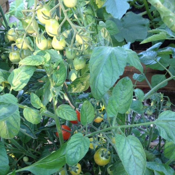 Square Foot Gardening Tomatoes Square Foot Gardening :: Grape Tomatoes (Early Summer 2012 Image 778