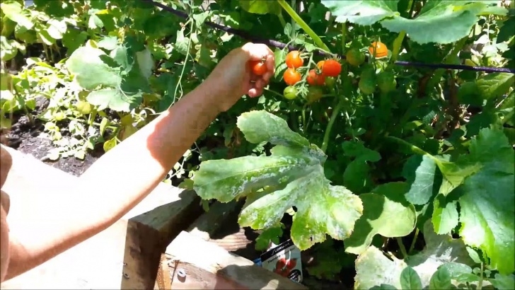 Square Foot Gardening Tomatoes Square Foot Method - Garden Bed Update And Tomato Harvest Image 800