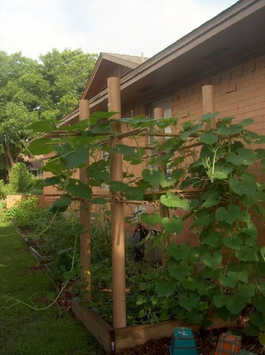 Square Foot Gardening Tomatoes Vertical Growing Tomatoes And Watermelons - Square Foot Picture 401