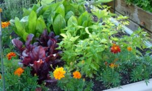 Squash Companion Plants Companion Planting For The Veggie Garden: - Contours Photo 496
