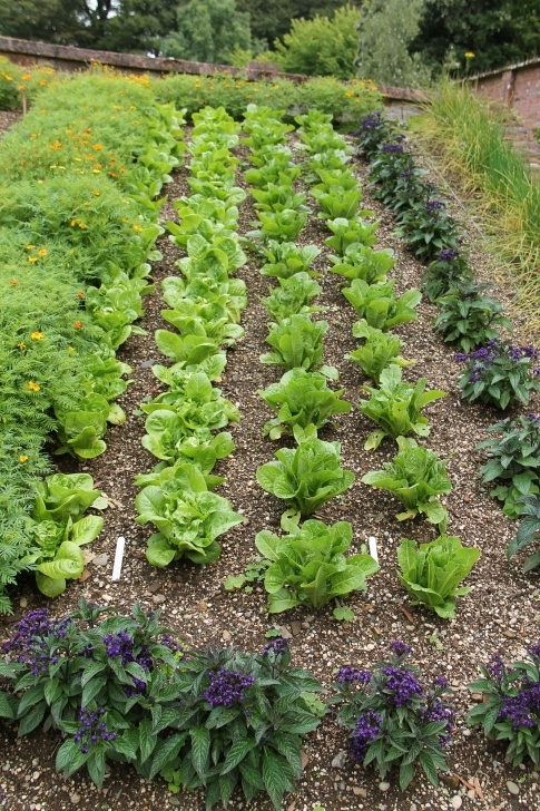 Squash Companion Plants Companion Planting: Vegetables "Buddies" That That Thrive Image 009