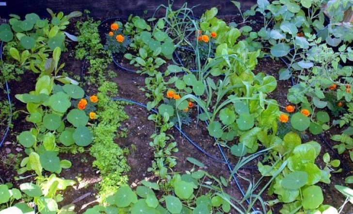 Squash Companion Plants Garden Bffs? Why Your Vegetables Are Begging For Companion Picture 017