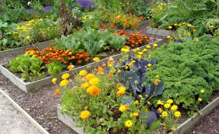 Squash Companion Plants Grower'S Guide: What Is Intensive Gardening Image 158