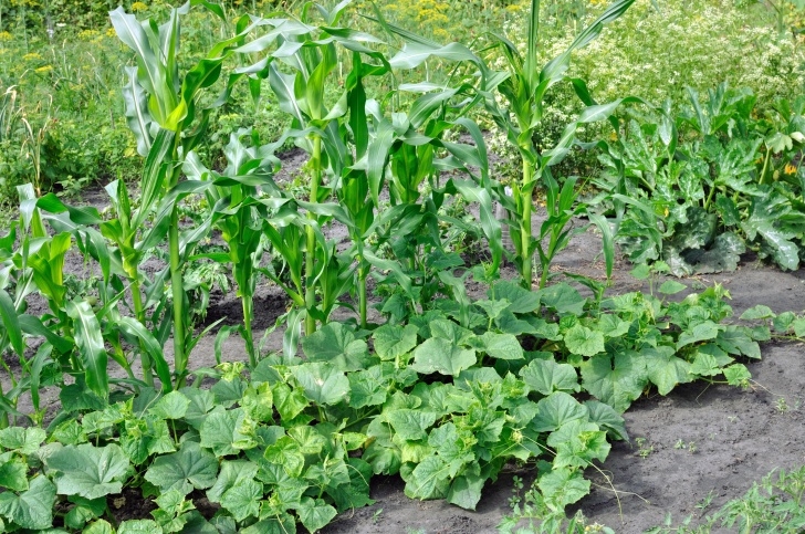 Squash Companion Plants Plant Your Monsoon Garden | Pima County Public Library Picture 259