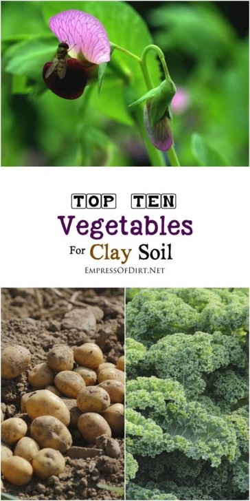 Sta Green Flower And Vegetable Garden Soil 10 Best Vegetables For Clay Soils | Clay Soil, Clay Soil Image 597
