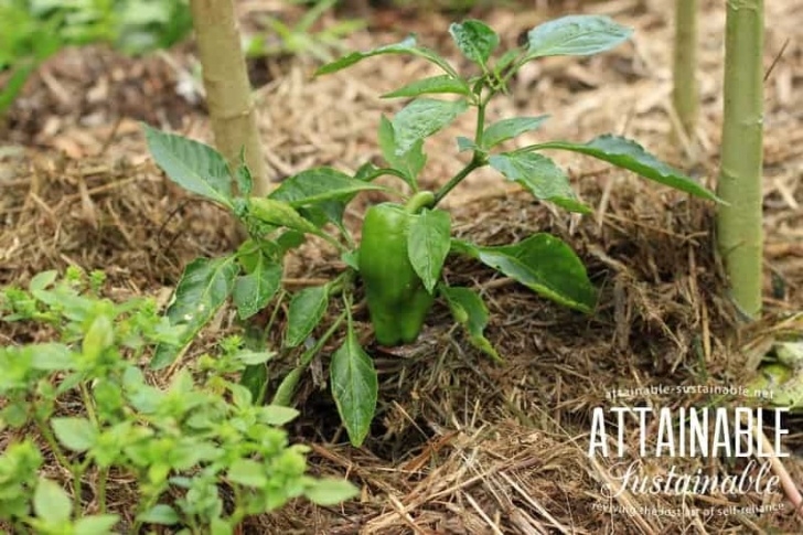Sta Green Flower And Vegetable Garden Soil 5+ Tips For Building Great Garden Soil For Thriving Veggies Picture 254