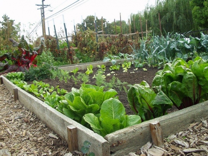 Starting A Backyard Garden How To Start A Vegetable Garden Photo 498
