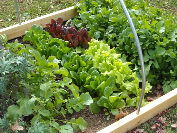 Starting A Backyard Garden Starting Organic Vegetable Garden Photo 272
