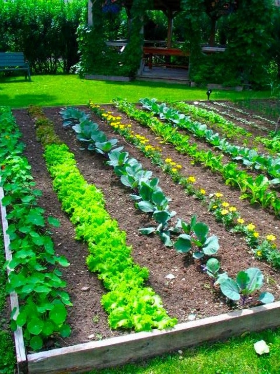 Starting A Small Garden A Very Organized And Beautiful Vegetable Garden. | Garden Photo 107